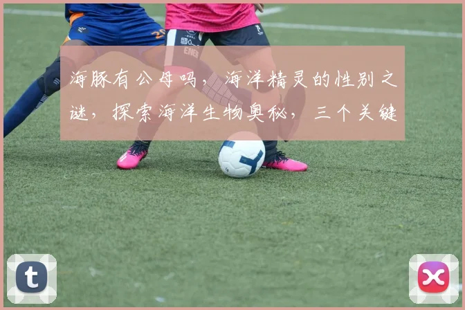 海豚有公母吗，海洋精灵的性别之谜，探索海洋生物奥秘，三个关键点，一网打尽